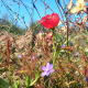 Confluent-Spring-Day-Blog