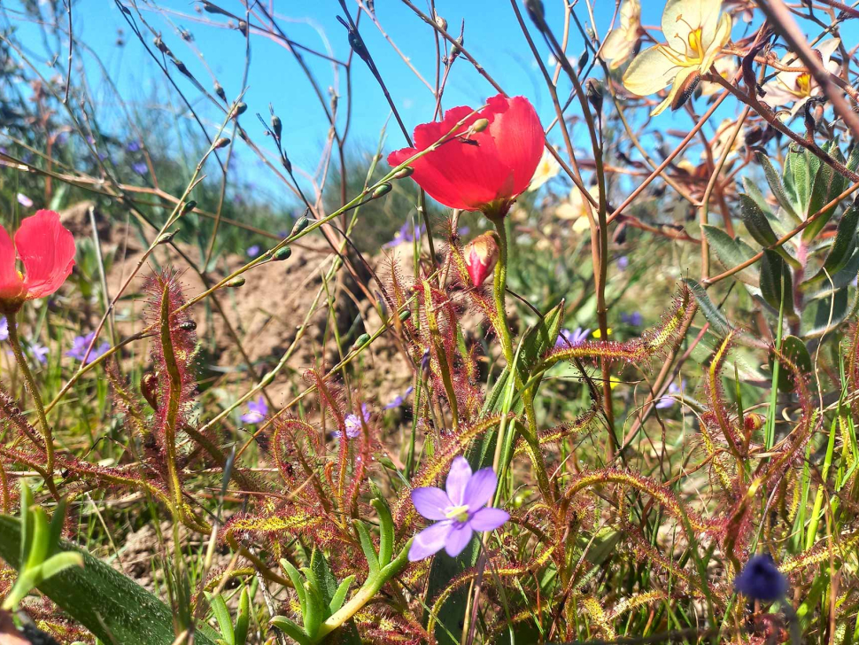 Confluent-Spring-Day-Blog